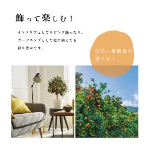 スイートスプリング【特等2年生苗木】苗木 みか...の詳細画像1