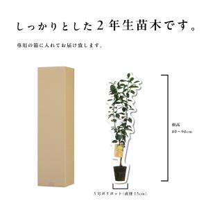 スイートスプリング【特等2年生苗木】苗木 みか...の詳細画像5