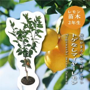 マイヤーレモン】 4年生接木苗 大苗 レモン ※納期指定:発送予定 マイヤーレモン】 4年生接木苗 大苗 レモン ※納期指定:発送予定