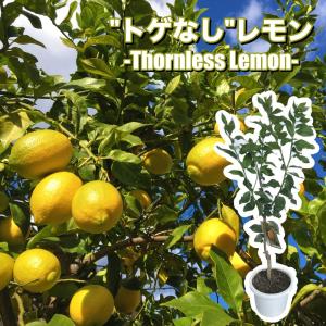 はるみ】 4年生接木苗 大苗 ※納期指定:発送予定2025年3月 はるみ】 4年生接木苗 大苗 ※納期指定:発送予定2025年3月