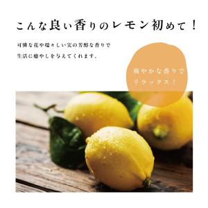 トゲ無しレモン レモンの木 レモン 苗木 接木...の詳細画像3