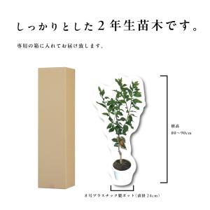 トゲ無しレモン レモンの木 レモン 苗木 接木...の詳細画像5