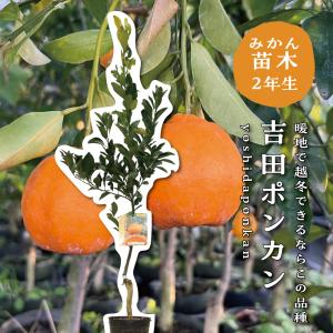 ゆら早生【特等2年生苗木】苗木 みかんの木 接木苗 みかん 5号