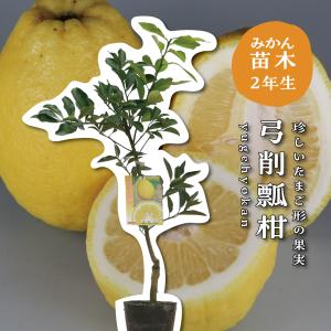 弓削瓢柑【特等２年生苗木】苗木 みかんの木 接木苗 みかん 5号ポリポット（直径１５cm）シンボルツリー 庭木 植木 木 常緑樹 鉢植え ギフト