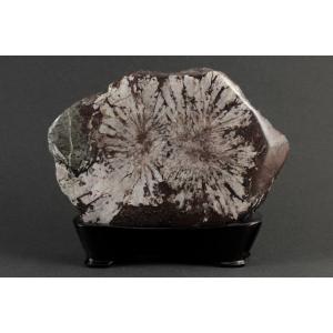 岐阜県根尾谷産 菊花石 14.8g 【榎本通商21102】 : 榎本通商 - 通販