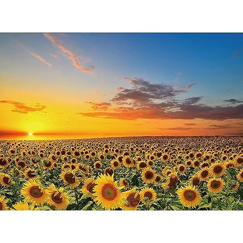 ジグソーパズル1000ピース ひまわり 風景 自然 ひまわり畑 パズル 向日葵 花畑 花 おしゃれ ...