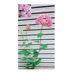 オンリーワン　植栽・美しい花　アジサイ・ピンクのアナベル(花が咲いていない状態)　KJ6-TUAP