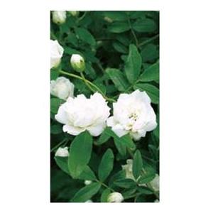 モッコウバラ+白の商品一覧 通販 - Yahoo!ショッピング