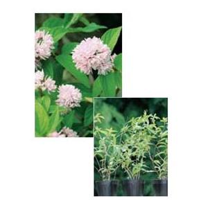 オンリーワン 植栽 美しい花 サラサウツギ ピンクポンポン 3鉢セット Wp6 Tusu Dallasreceiver Com