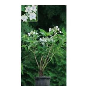 オンリーワン 植栽 美しい花 アジサイ スミダノハナビ 花が咲いていない状態 隅田の花火 Wp6 Tuasu エクステリアのキロyahoo 店 通販 Yahoo ショッピング