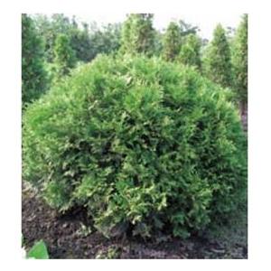 ヒバの木 苗木 植木 の商品一覧 花 ガーデニング 通販 Yahoo ショッピング