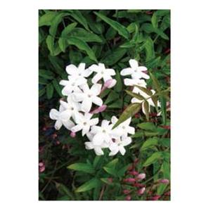 欠品中 次回入荷未定 オンリーワン 長尺ツル性植物 ハゴロモジャスミン Me6 Thrj 9291 エクステリアのキロyahoo 店 通販 Yahoo ショッピング