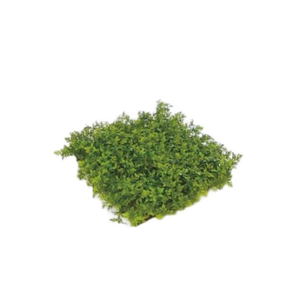 グローベン リフェイクグリーン 人工植物 装飾用下草・屋内用 メープルマット  A70NT274
