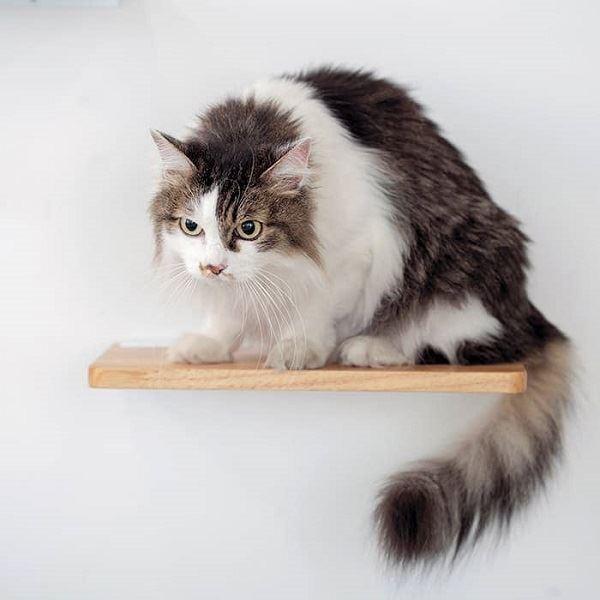 カツデン  NeconoMa-ネコノマ-　Step  木  キャットシェルフ　※設置には12mm以上...