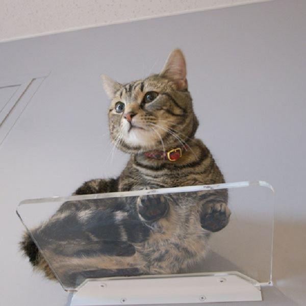 カツデン  NeconoMa-ネコノマ-　Step  アクリル　 キャットシェルフ　※設置には12m...