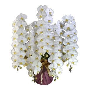 蘭生花 厳選胡蝶蘭 オレアル 5本立ち 75輪程度 つぼみ含む （5F-P1362） 当選祝 契約蘭農園直送 ラッピング出荷