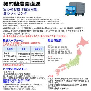 蘭生花 白大輪胡蝶蘭 5本立ち 70輪程度 つ...の詳細画像1