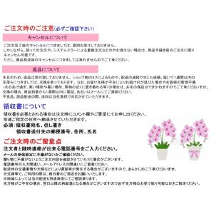 蘭生花 白大輪胡蝶蘭 5本立ち 70輪程度 つ...の詳細画像3