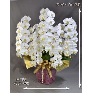 蘭生花 白大輪胡蝶蘭 5本立ち 70輪程度 つ...の詳細画像4