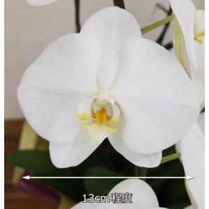 蘭生花 白大輪胡蝶蘭 5本立ち 70輪程度 つ...の詳細画像5