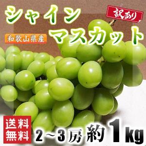 シャインマスカット 訳あり 和歌山県産 約1kg 2〜3房 送料無料(北海道、沖縄県除く) ぶどう ブドウ 葡萄 種なし マスカット ご家庭用 好評予約受付中｜kishuu-honpo