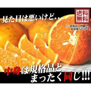 きよみオレンジ 訳あり 10kg 和歌山県産 ...の詳細画像1