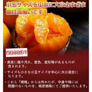 きよみオレンジ 訳あり 10kg 和歌山県産 ...の詳細画像2