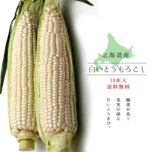 白いとうもろこし 北海道産直！朝もぎ、とうきび【10本】限定販売！♪産地直送トウキビ！送料無料