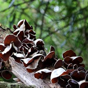 キムチきくらげ 100g 【旨辛きむち キクラ...の詳細画像1