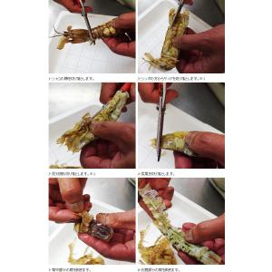 シャコ10尾オス(北海道小樽産 石狩湾)しゃこ...の詳細画像4