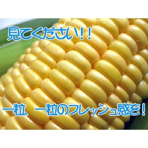あまいんです 8本 甘すぎるとうもろこし【甘い...の詳細画像4