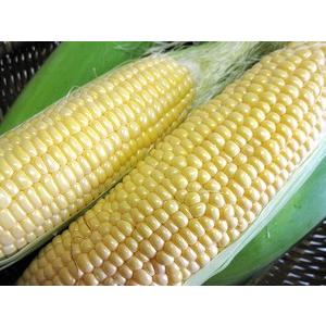 あまいんです 8本 甘すぎるとうもろこし【甘い...の詳細画像5