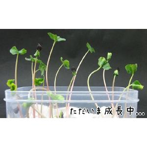 牡丹玄蕎麦450g ぼたんそばの種 北海道産 ...の詳細画像2