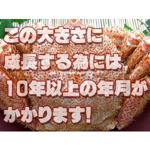ボイル 毛がに 500g (北海道産特大毛蟹)...の詳細画像1