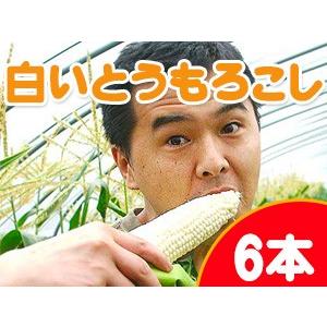 白いとうもろこし(ピュアホワイト)北海道産朝もぎとうきび(6...