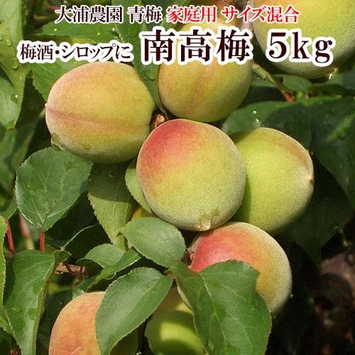 紀州南高梅 青梅 約5kg 家庭用 サイズ混合 梅酒用 送料無料 大浦農園 前予約商品 5月下旬頃か...