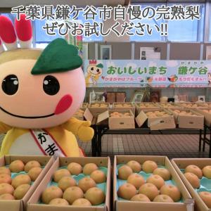 【豊水】かまたんのふるさと梨 豊水5kg:10...の詳細画像2