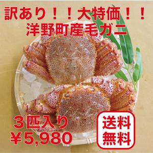 【訳あり！大特価！】北三陸洋野町産　活毛ガニ４匹入り