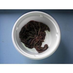 養殖ゴカイ　石ゴカイ　ジャリメ　キスゴムシ　５００円分　釣り餌　活き餌　投げ釣り　船釣り　防波堤釣り　