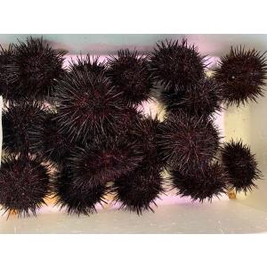 〔〕北海道産殻付きキタムラサキウニ1ｋｇ（7個前後）〔Ｂ〕北港直販☆うに・ウニ・雲丹〔着日指定に対応できない場合有〕〔代引き不可〕