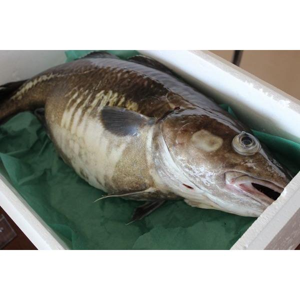 北海道産生真鱈（タラ）（メス）1尾（6ｋｇ）〔B〕北港直販〔代引き不可〕たら