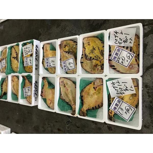 〔高級魚〕北海道産活〆マツカワガレイ1枚（1ｋｇ前後）〔Ｂ〕北港直販☆かれい・カレイ・松川鰈・松皮鰈...