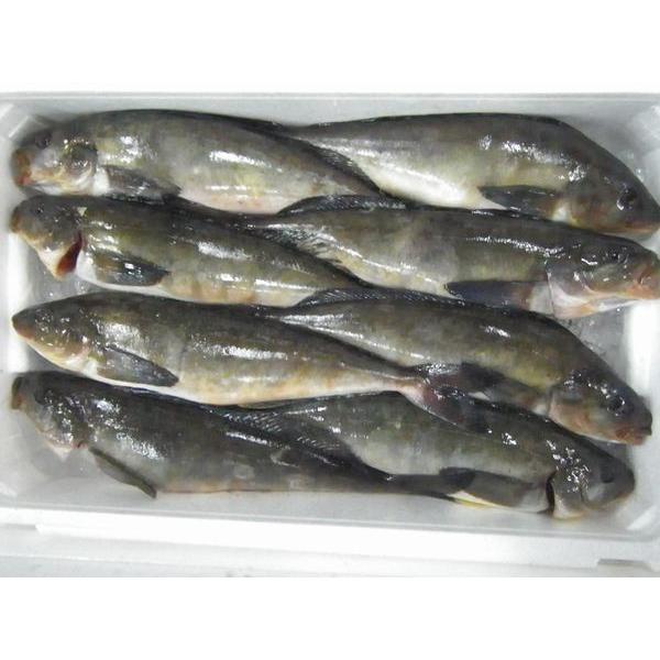 北海道産真ほっけ5ｋｇ（8尾前後）〔Ｂ〕北港直販☆ホッケ・魚〔代引き不可〕