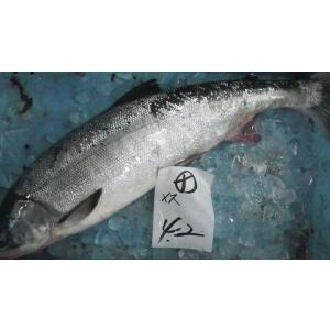 〔生筋子はいってます〕北海道産生鮭3ｋｇ前後（メス）〔Ｂ〕北港直販☆しゃけ・シャケ〔代引き不可〕