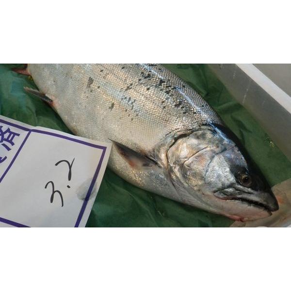 北海道産さくらます3.5ｋｇ（2尾）〔Ｂ〕北港直販〔代引き不可〕サクラマス・鱒・マス