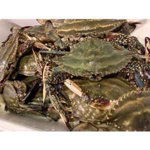 〔当店名物赤字覚悟の格安セール〕北海道産生ワタリガニ（オス・メス込み）3ｋｇ前後（10尾前後）〔B〕北港直販・カニ・かに・蟹〔代引き不可〕