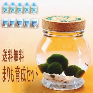 水草 国産マリモ 1個入り 無農薬 まりも お手軽 インテリア 育成簡単