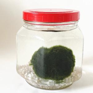 天然まりも （外国産）超特大サイズ（直径約７センチ以上） １個入り （まりも育成説明付き）水草 植物 ビッグサイズ 大きな 毬藻 マリモ