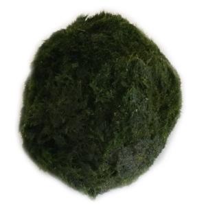 天然まりも (外国産)超特大サイズ(直径約7セ...の詳細画像3