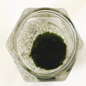 天然まりも (外国産)超特大サイズ(直径約7セ...の詳細画像2